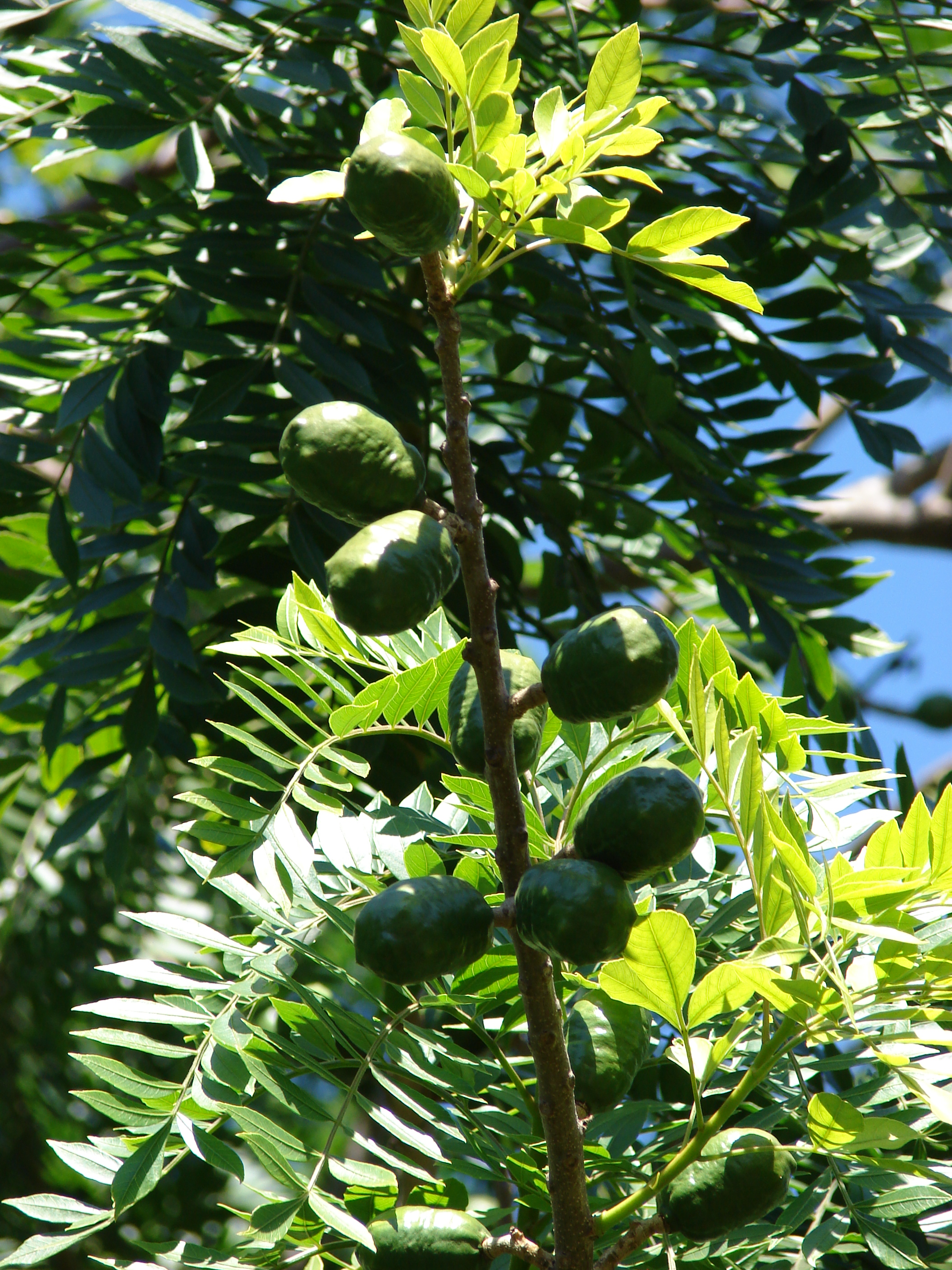 Как растет кешью. Как называется дерево семейства ивовых. Маболо дерево эбеновое. Diospyros discolor. Мушмула шампань.